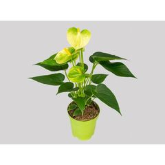 Antúrio Vanilla Pote 09 Planta Natural