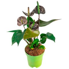 Antúrio Black Love Pote 09 Planta Natural