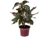Graptophyllum Pictum Pote 17 Planta Natural
