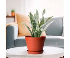 Vaso Veneza Terracota 15 X 15 Cm. West