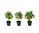 Planta Artificial com Frutas Just Home Collection