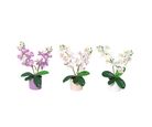 Planta Artificial Orquídea Just Home Collection