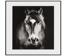 Quadro Caballo 40x50 Just Home Collection
