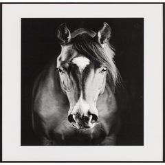 Quadro Caballo 40x50 Just Home Collection