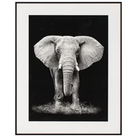 Quadro Elefante 40x50 Just Home Collection