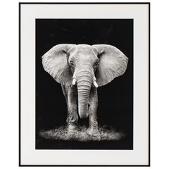 Quadro Elefante 40x50 Just Home Collection