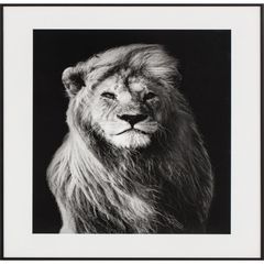 Quadro Leão 40X50 Just Home Collection