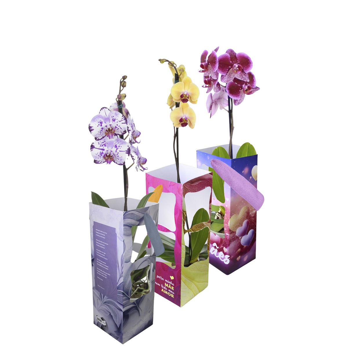 Orquídea Phalaenopsis Especial P12 Timlog, marca Timlog - Foto Principal