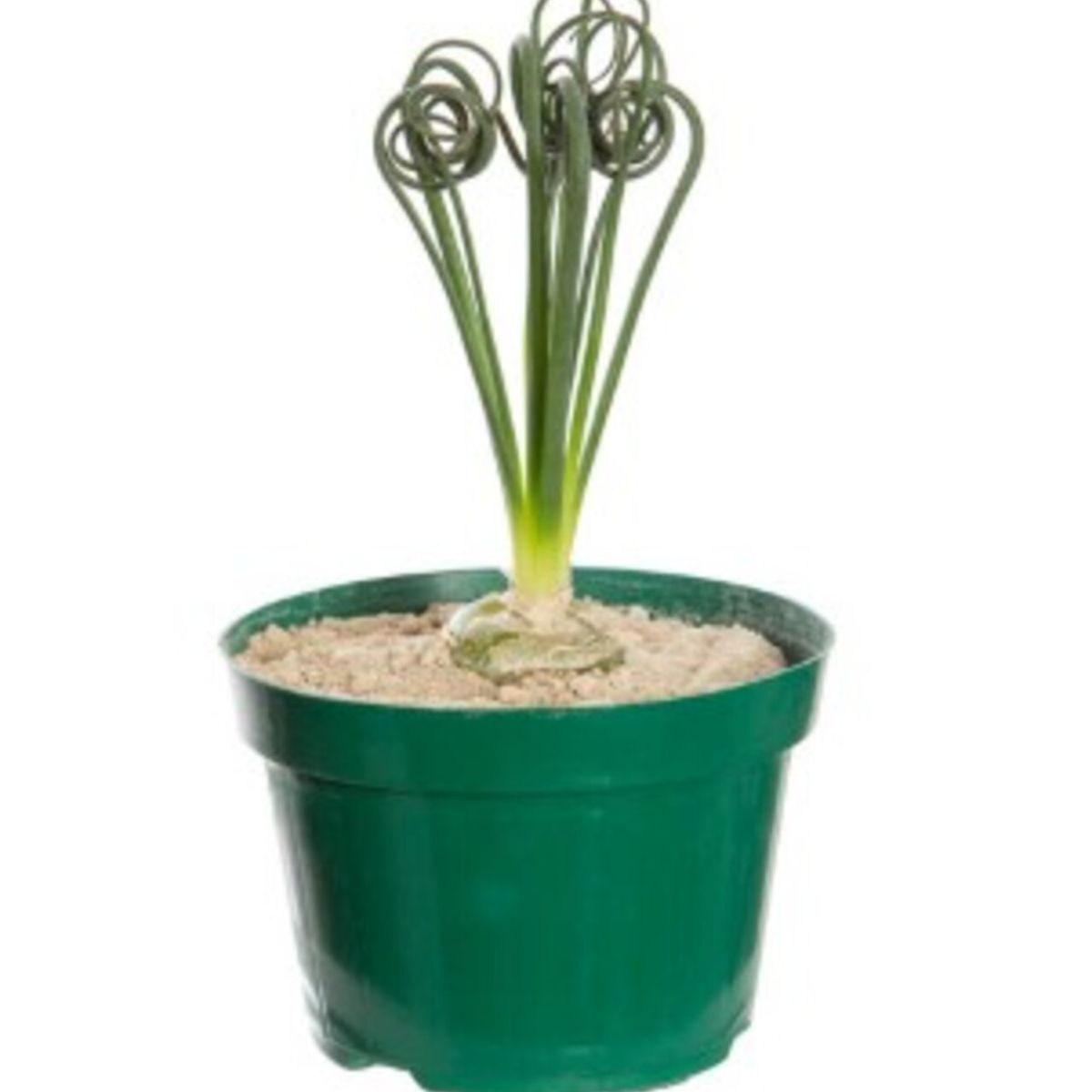 Albuca Spiralis P11 Sem Flor, marca Timlog - Foto Principal