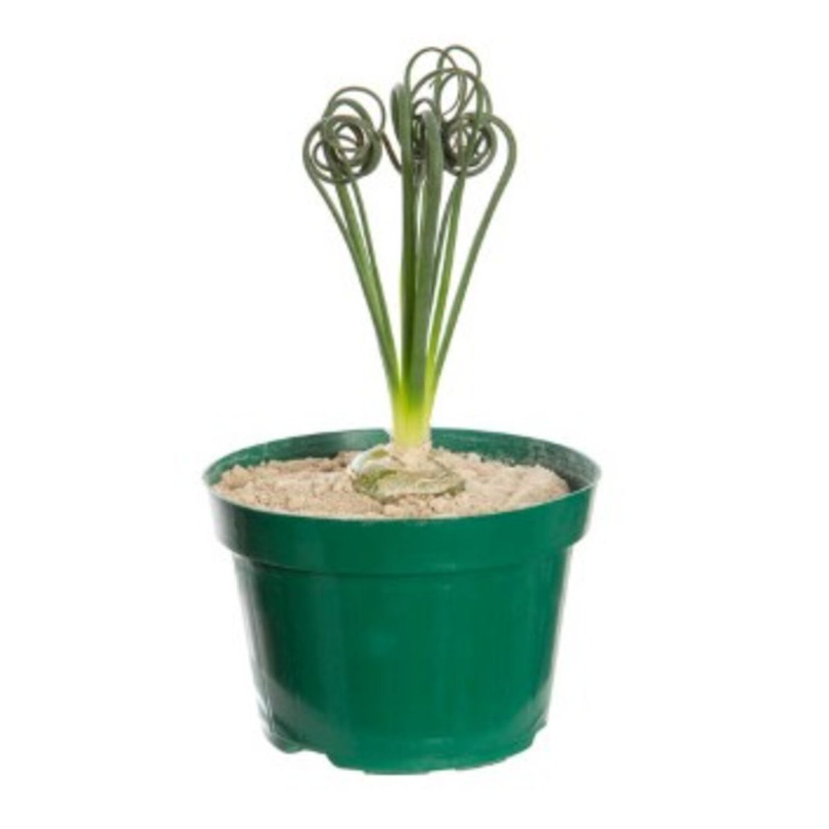 Albuca Spiralis P11 Sem Flor, marca Timlog - Foto Principal