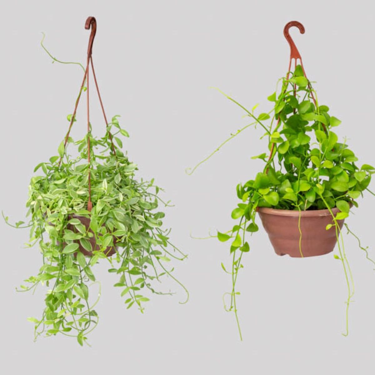 Dischidia C21 Variado, marca Timlog - Foto Principal