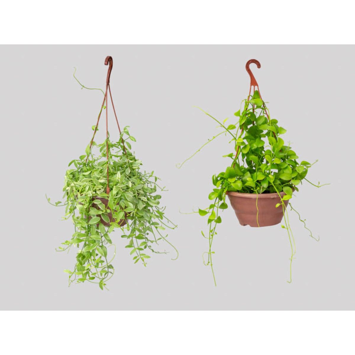 Dischidia C21 Variado, marca Timlog - Foto Principal