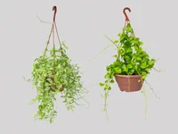 Dischidia C21 Variado