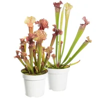 Carnivora Sarracenia P12 Variado