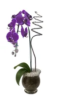 Orquídea Phalaenopsis Cascata 2 Hastes Vaso de Vidro Decorada