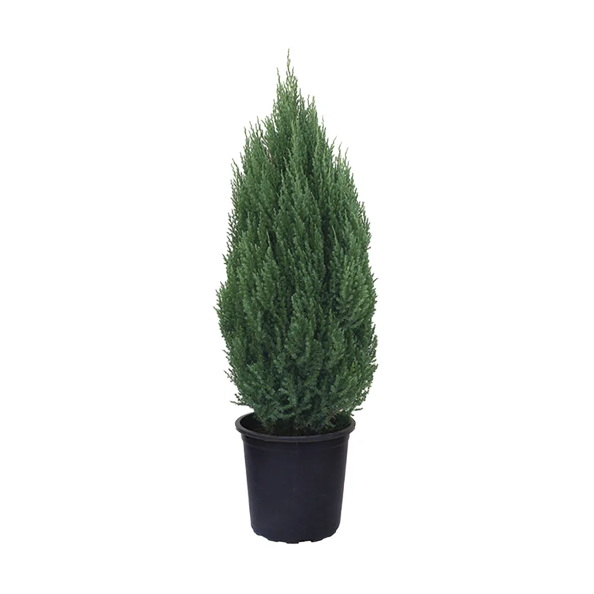 Tuia Strickta Pinheiro de Natal P24 Timlog - Sodimac.com.br