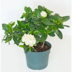 Gardenia Jasminoides P20 Timlog