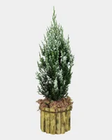 Tuia Strickita com Neve P14 Premium Timlog