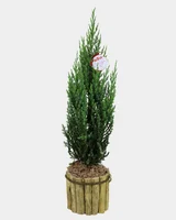 Tuia Strickita P14 Premium Timlog