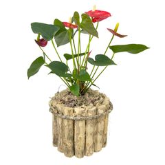Anthurium Premium P17