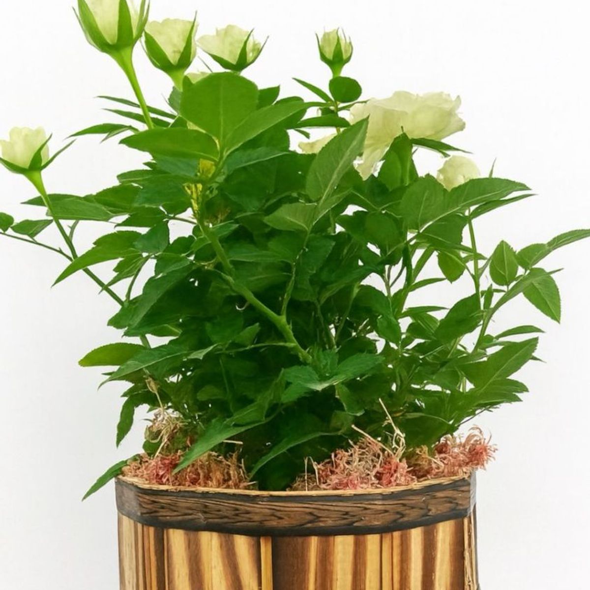 Roseira Premium P13, marca Timlog - Foto Principal