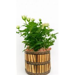 Roseira Premium P13