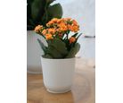 Vaso Cachepo Talin 14x13,3cm Off White Okla