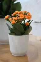 Vaso Cachepo Talin 14x13,3cm Off White Fg Import