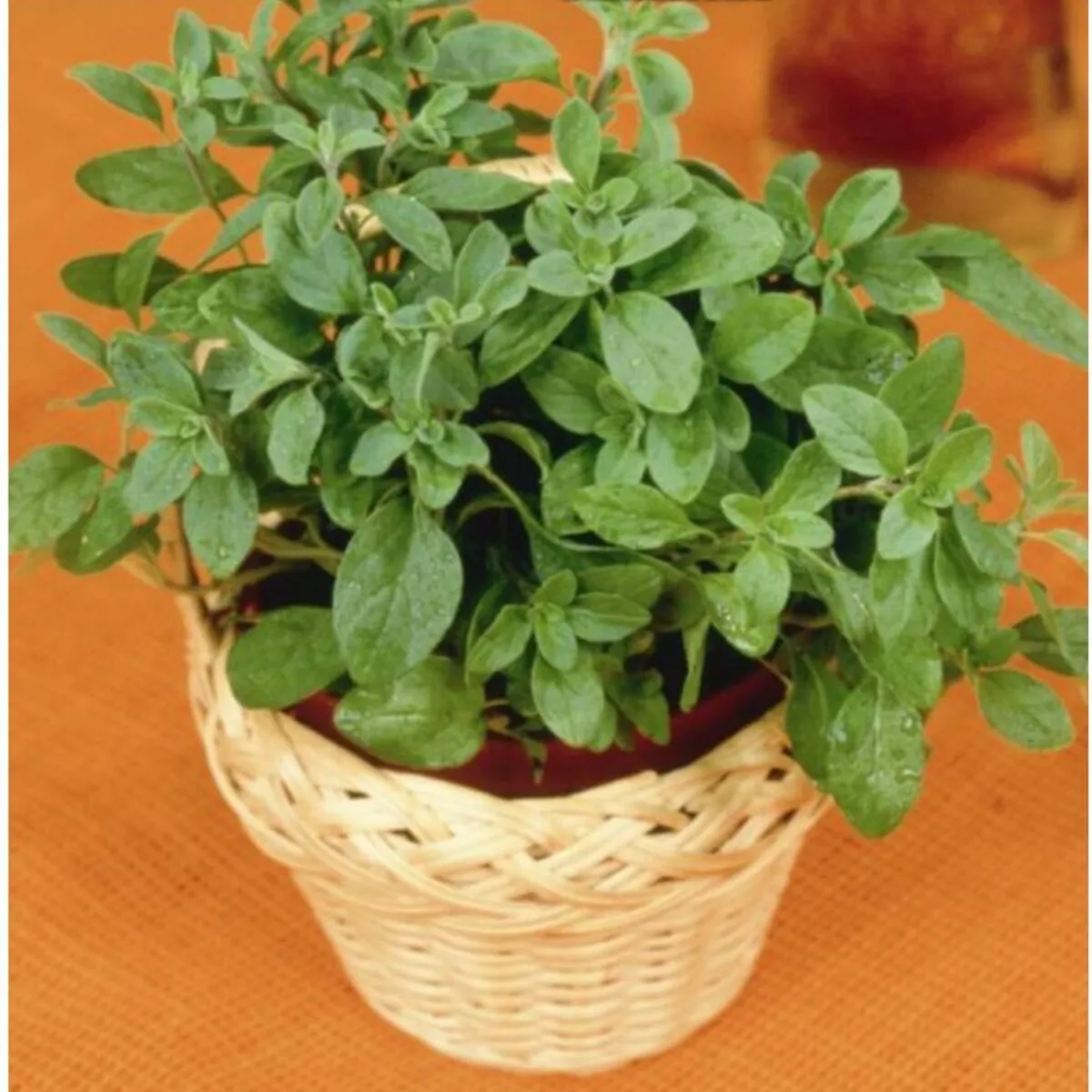 Semente Oregano Feltrin, marca  - Foto Principal