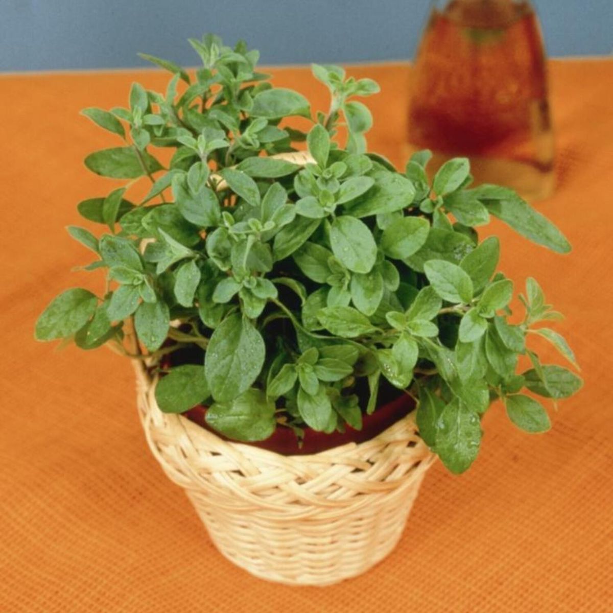 Semente Oregano Feltrin, marca  - Foto 2