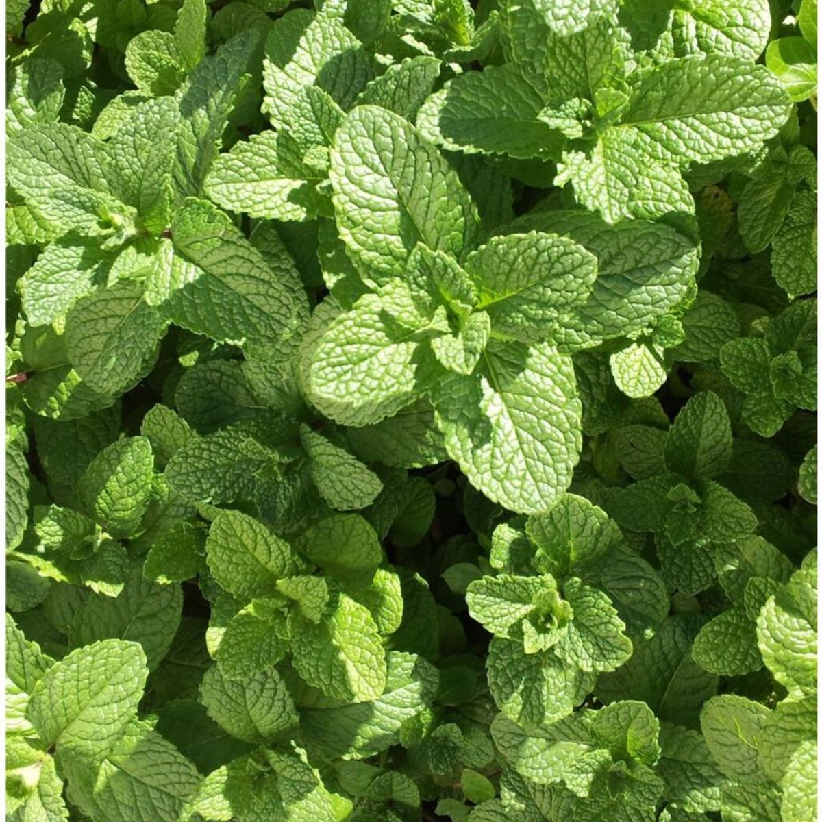 Semente Hortelã Menta Piperita Feltrin, marca  - Foto Principal