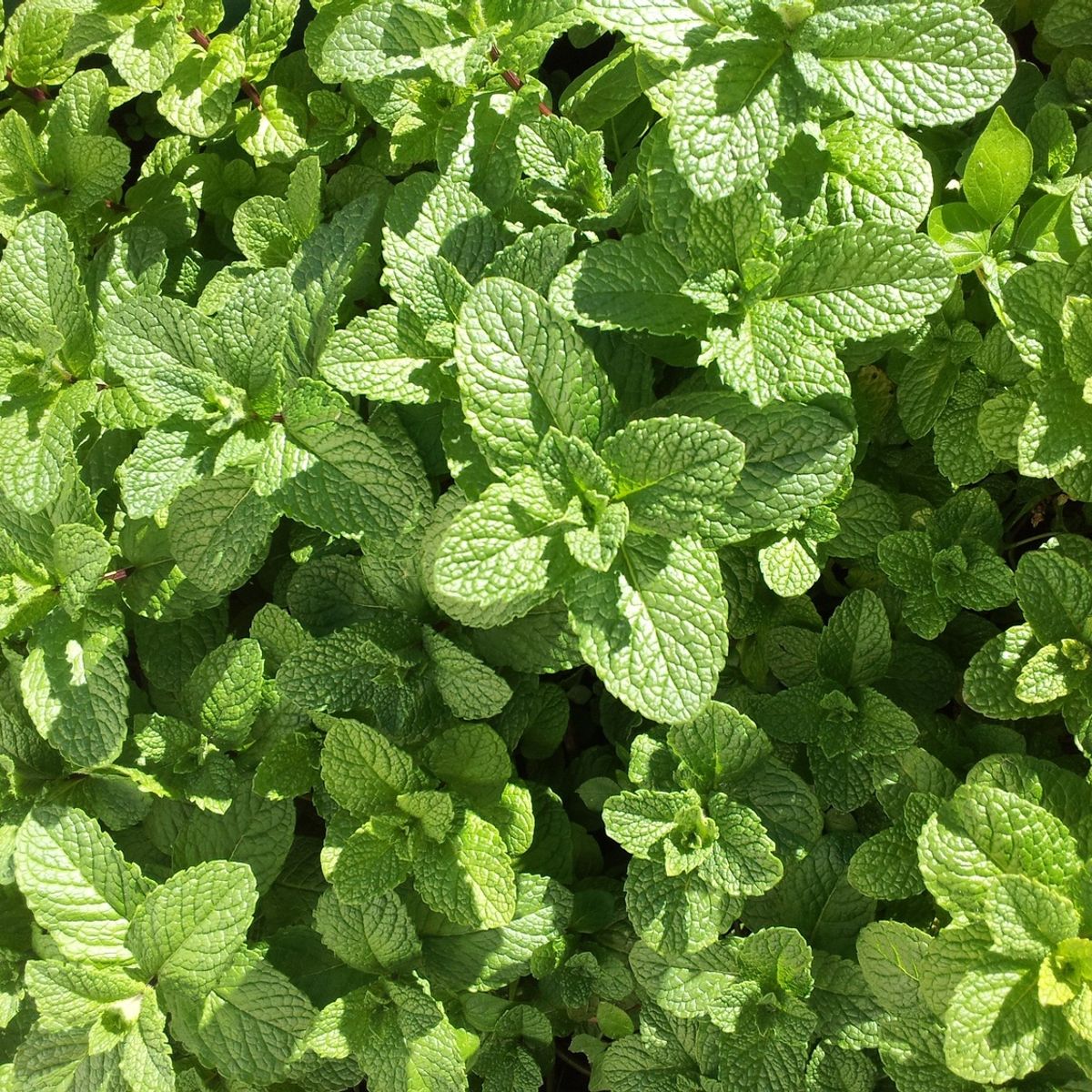 Semente Hortelã Menta Piperita Feltrin, marca  - Foto 2