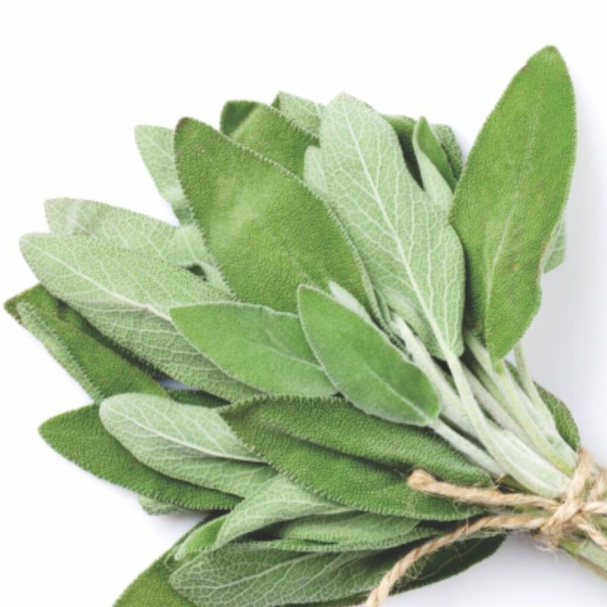 Semente Salvia Tempero Feltrin, marca  - Foto Principal