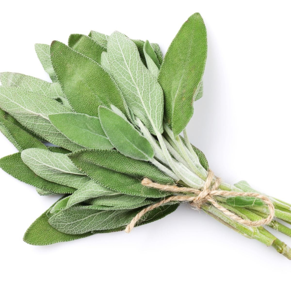 Semente Salvia Tempero Feltrin, marca  - Foto 2