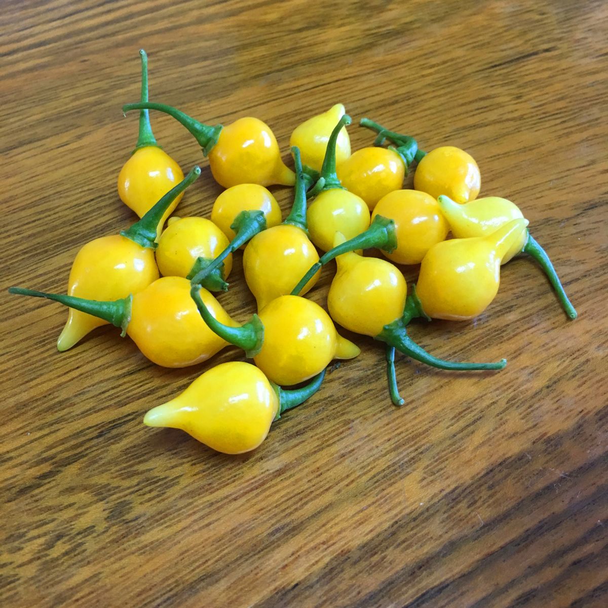 Semente Pimenta Guadalajara Feltrin, marca  - Foto 2