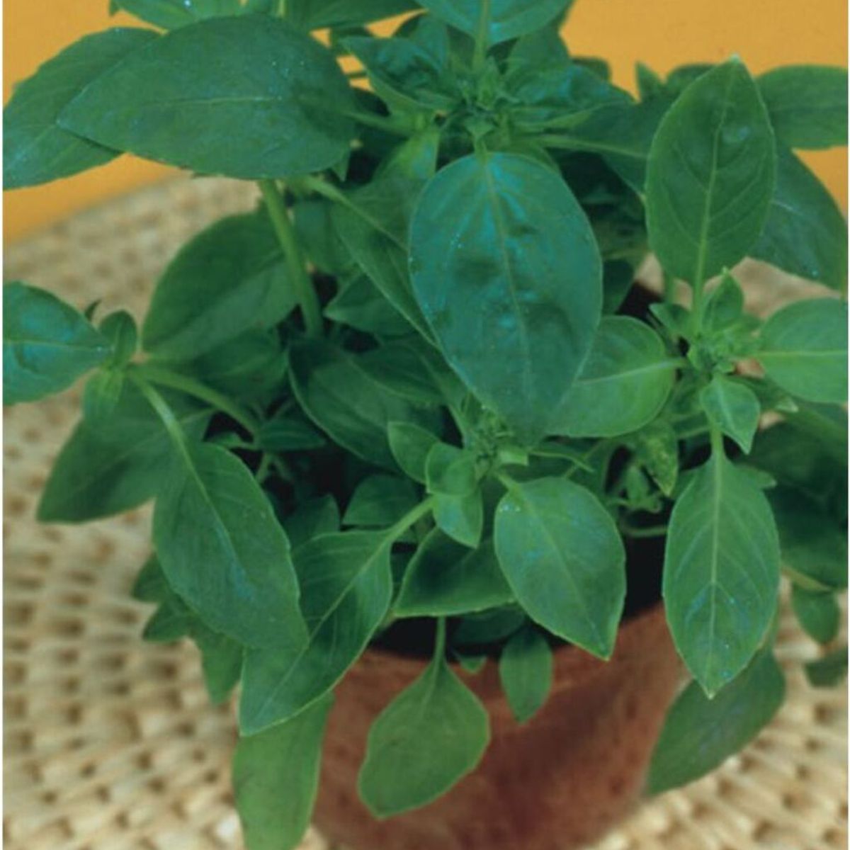 Semente Manjericão Alfavaca Verde Feltrin, marca  - Foto Principal