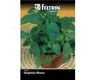Semente Manjericão Alfavaca Verde Feltrin