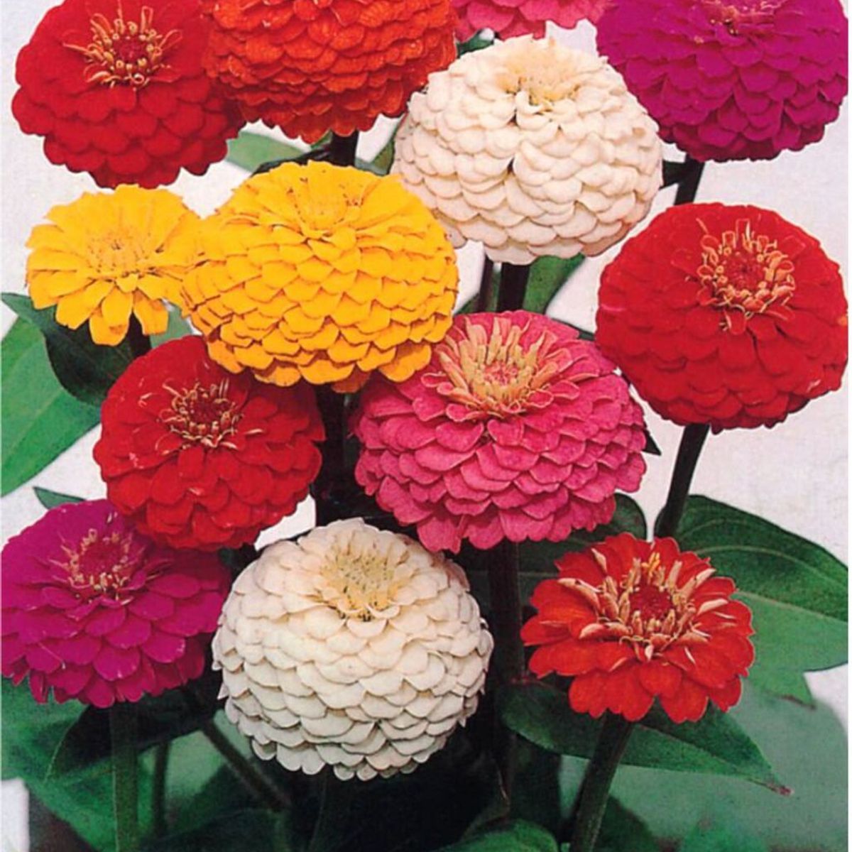 Semente Zinia Lilliput Pom-pom Feltrin, marca  - Foto Principal