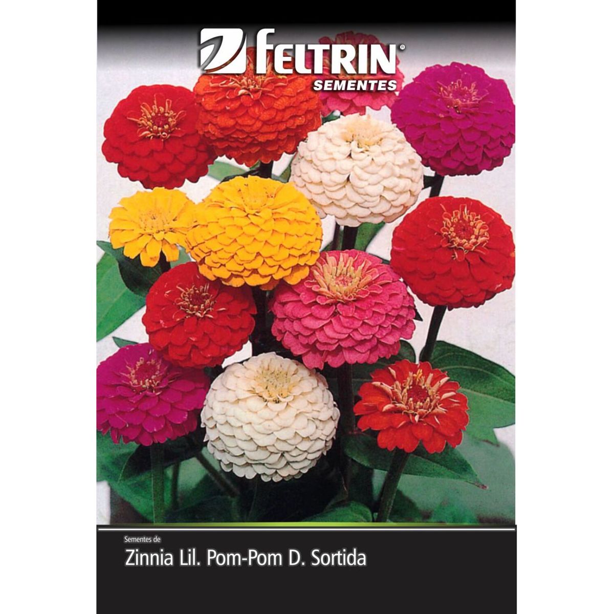 Semente Zinia Lilliput Pom-pom Feltrin, marca  - Foto Principal