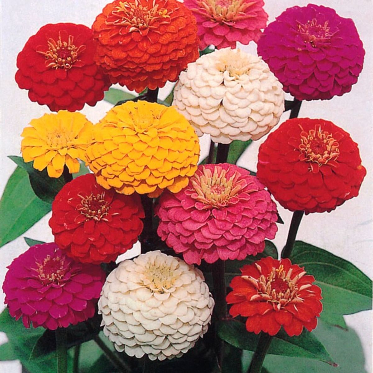 Semente Zinia Lilliput Pom-pom Feltrin, marca  - Foto 2