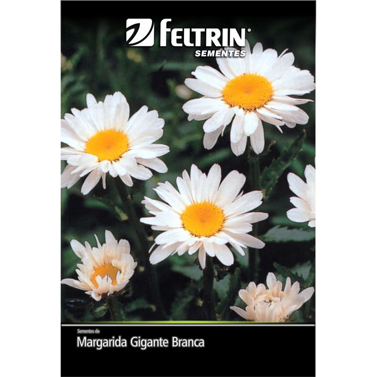 Semente Margarida Gigante Branca Feltrin, marca  - Foto Principal