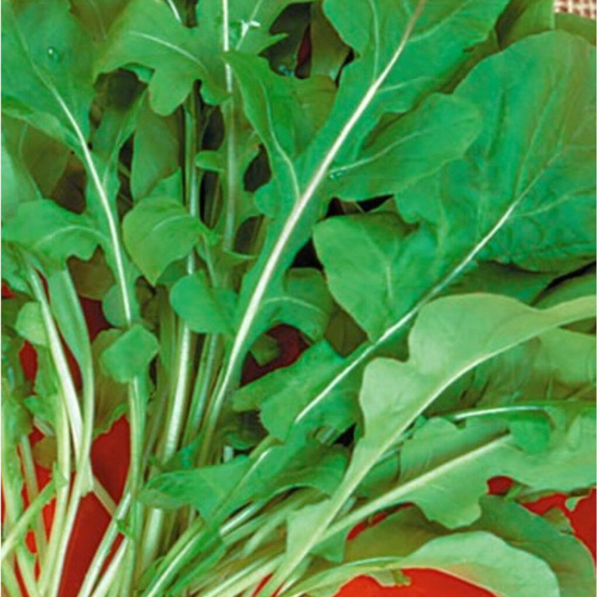 Semente Rucula Cultivada Feltrin, marca  - Foto Principal