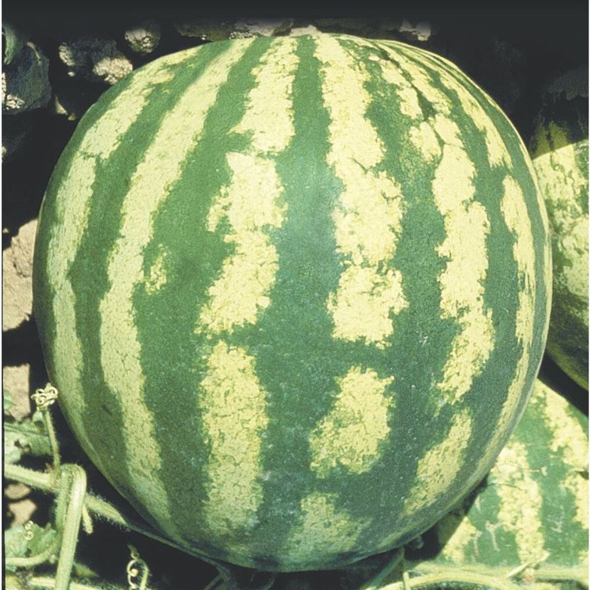 Semente Melancia Crimson Sweet Feltrin, marca  - Foto Principal