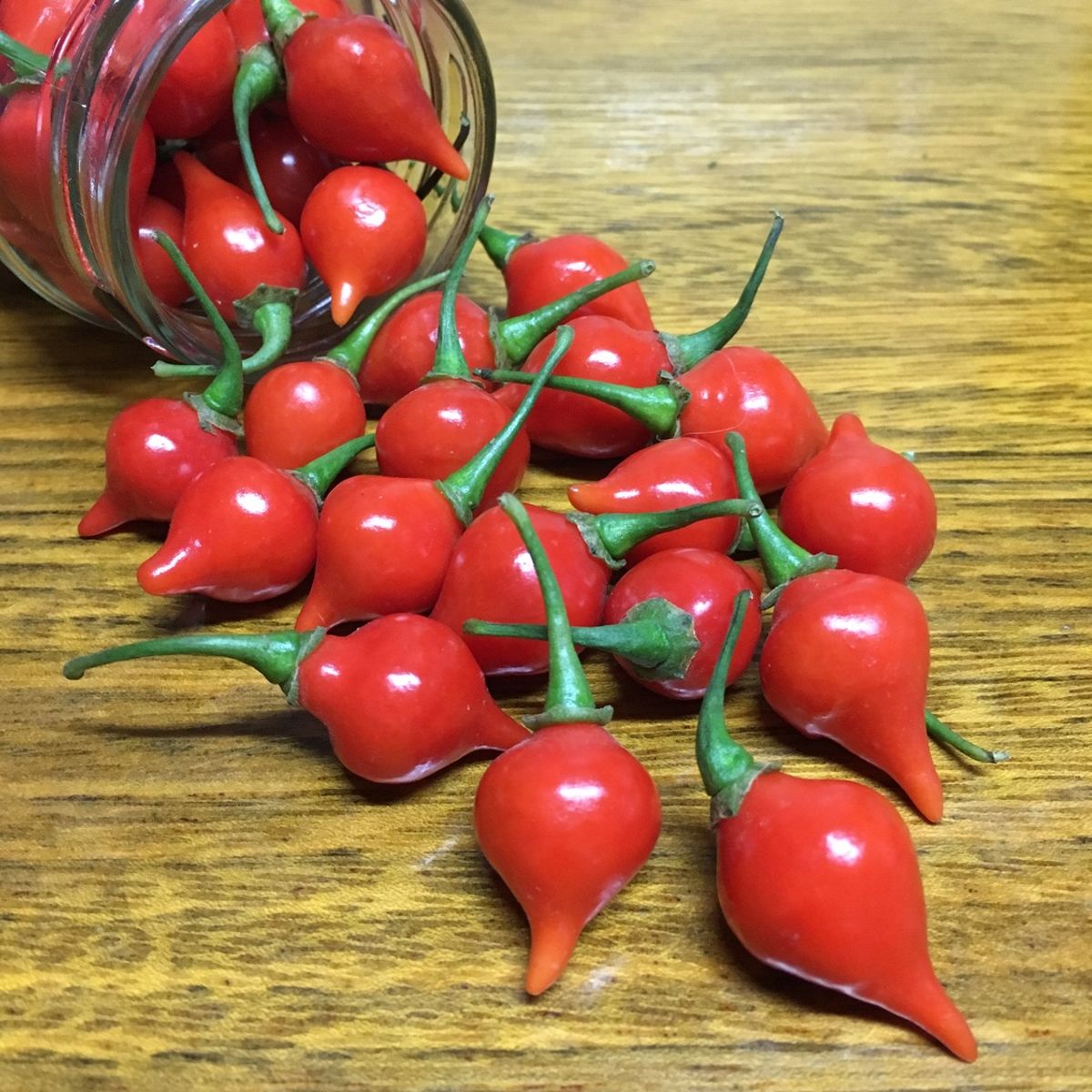 Semente Pimenta Bico Feltrin, marca  - Foto 2