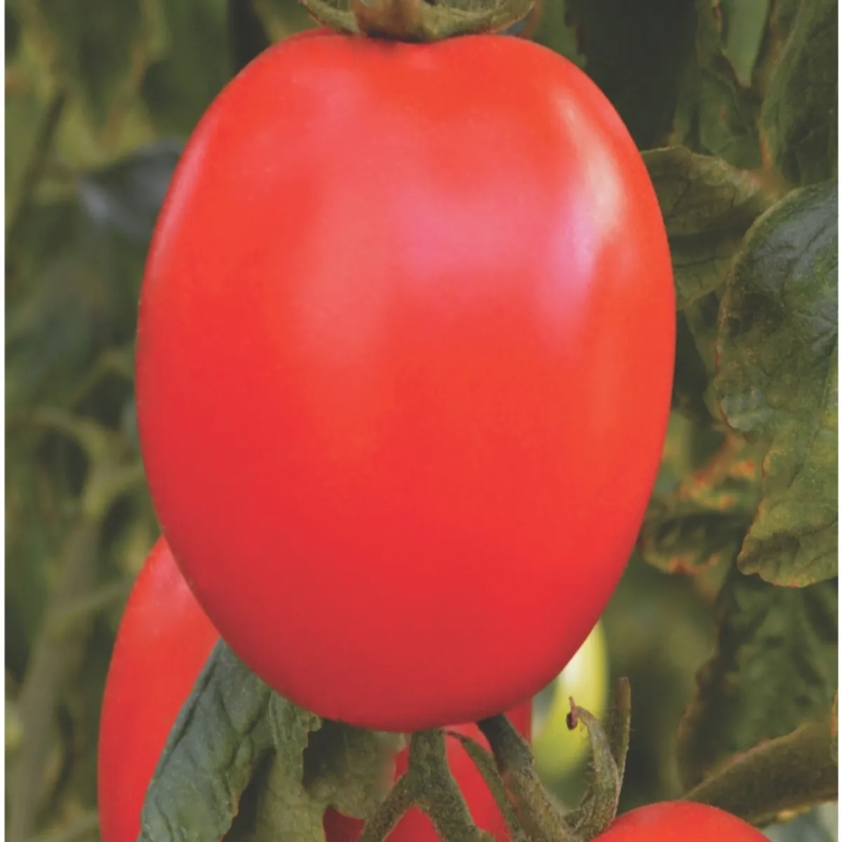 Semente Tomate Barto Feltrin, marca  - Foto Principal