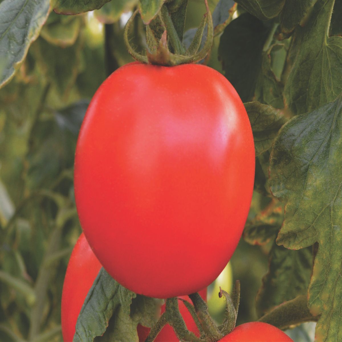 Semente Tomate Barto Feltrin, marca  - Foto 2