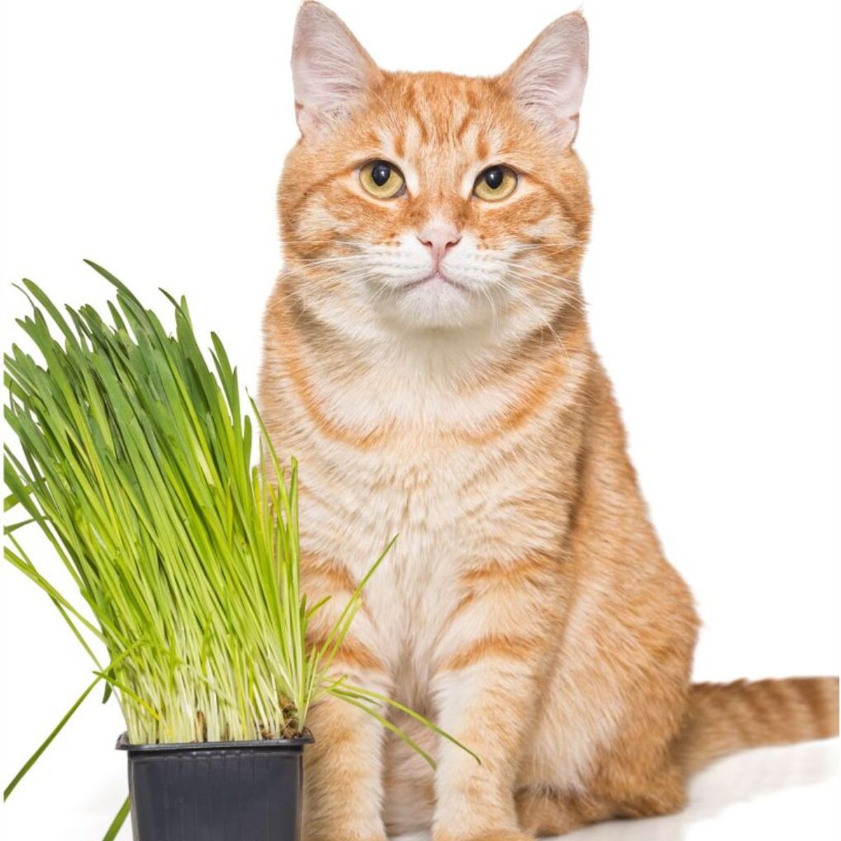 Semente Grama dos Gatos Feltrin, marca  - Foto Principal