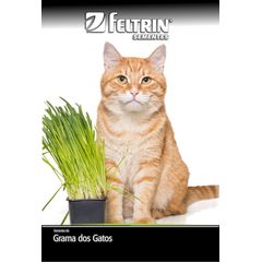 Semente Grama dos Gatos Feltrin