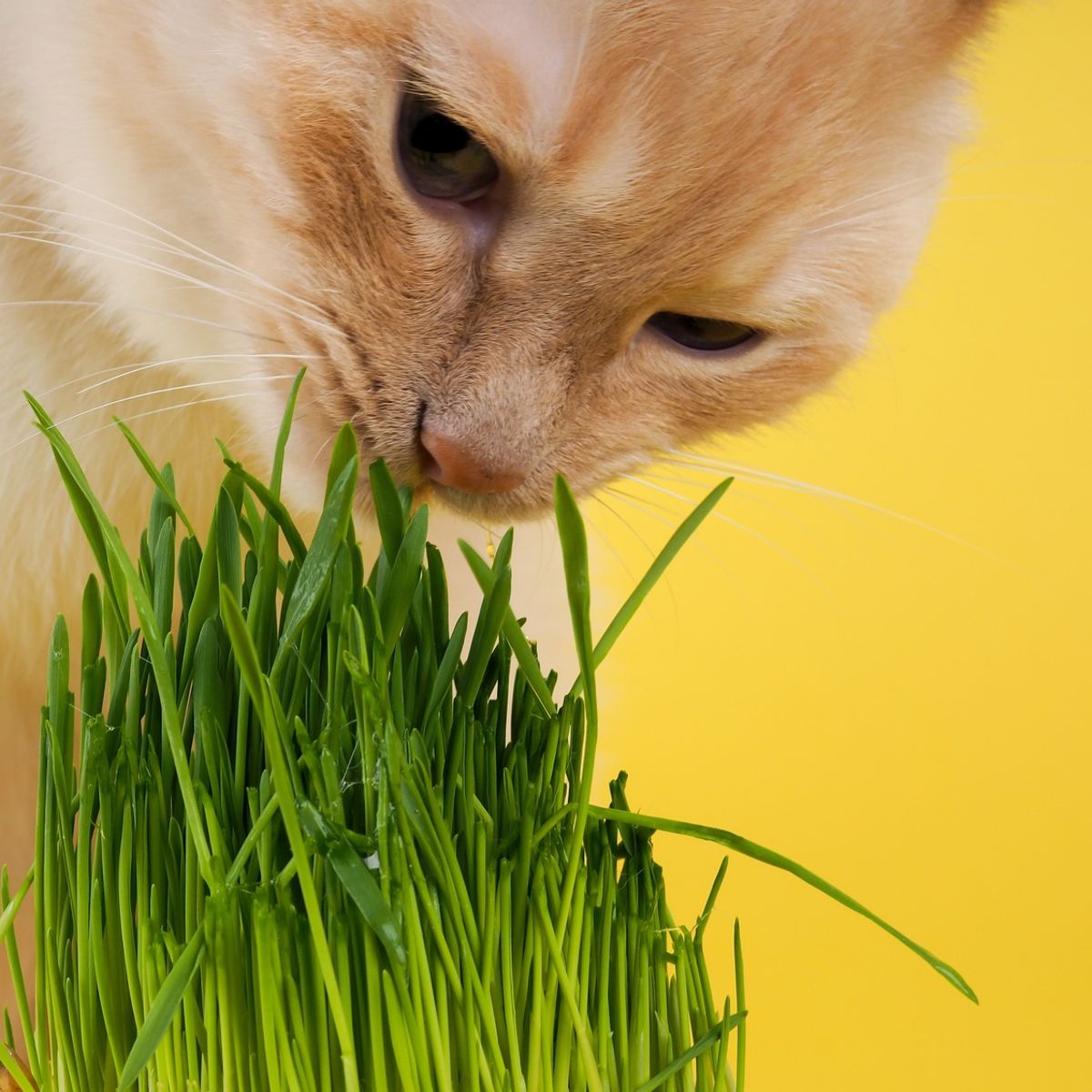 Semente Grama dos Gatos Feltrin, marca  - Foto 2