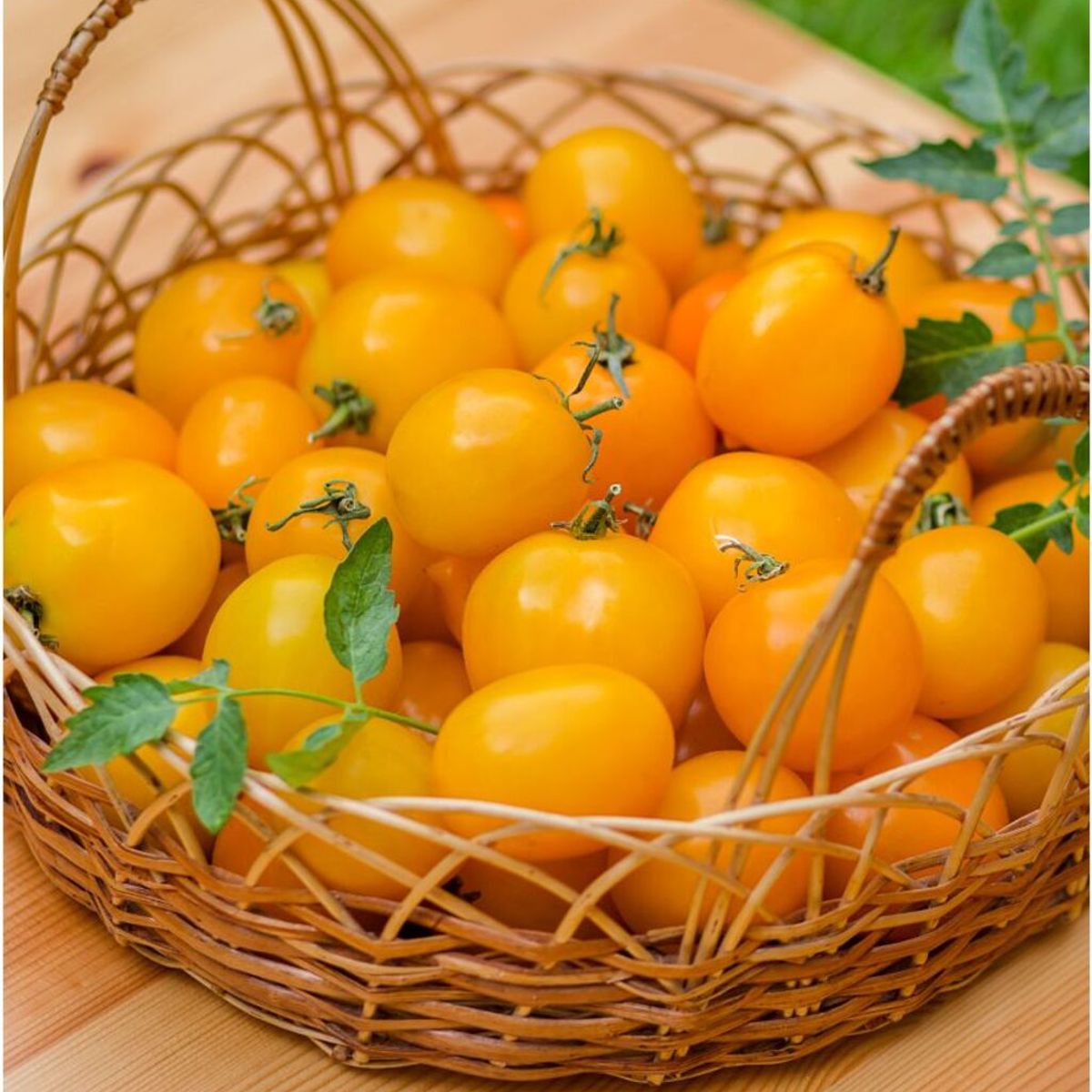 Semente Tomate Yashi Feltrin, marca  - Foto Principal